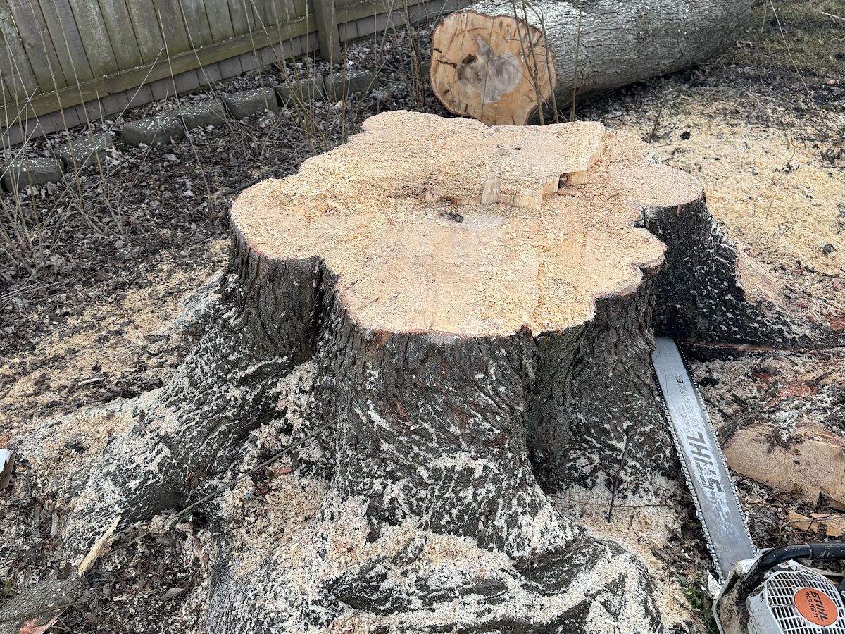 Large trunk cut down close to the ground